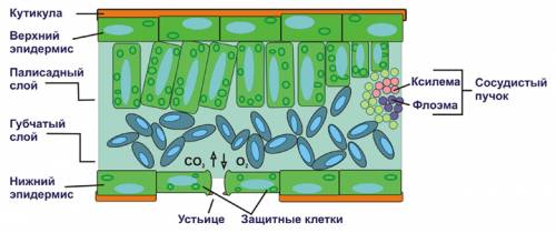 Зарисуйте внутреннее строение листа ( скиньте схему)