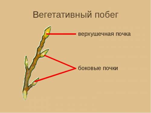 Как почки могут располагаться на побегах?