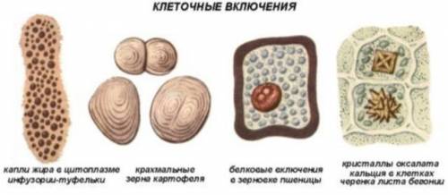 хранения питательных веществ в клетках растений, животных и грибов? есть ли вакуоли в клетках животн