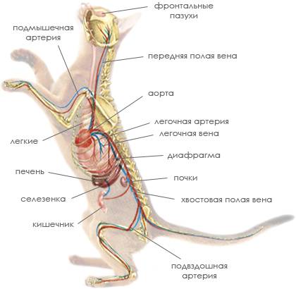 Скажите ! анатомию кошек или котов