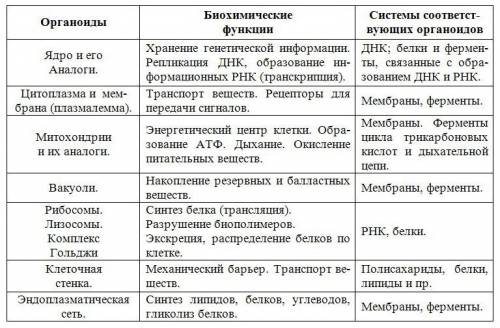 Заполните таблицу первый столбик главные части органоида второй столбик функции