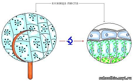 Зарисуй клетки кожицы листа оассмотреные под микроскоп