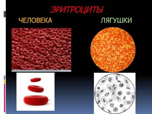 Рассмотрите препараты крови человека и лягушки. обратите внимание на форму эритроцитов при рассматри