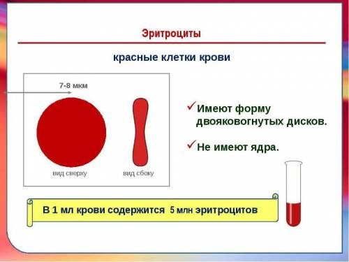 Вчем проявляется взаимосвязь строения эритроцита с его функцией?