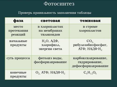 Что происходит в световую и темновую фазы фотосинтеза?