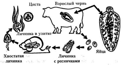 Развитие печёночного сосальщика происходит: а)-в одном хозяине , без личинок; б)-со сменной хозяев ,