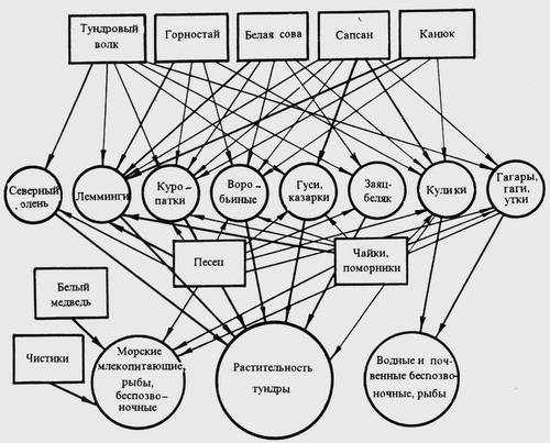 Цепь питания в тундре и растения тундры