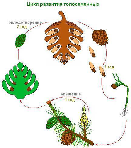 Рисунок цикла развития сосны обыкновенной с подписями.