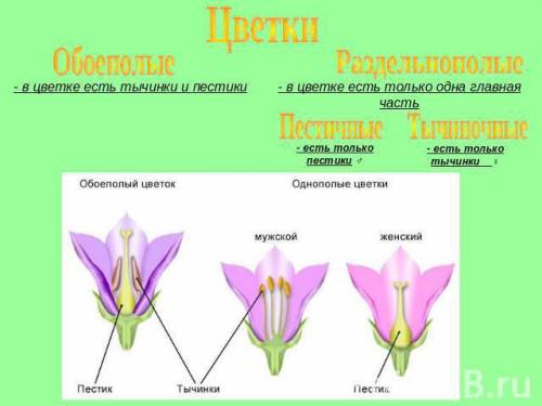 Зарисуйте схемы строения обоеполого и раздельнополого цветков
