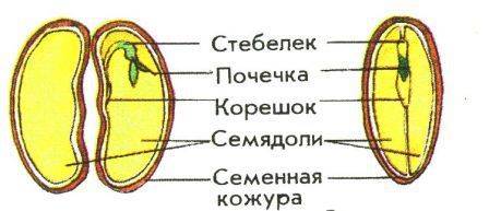 Схема семя фасоли для 6 класса н.в.сонин