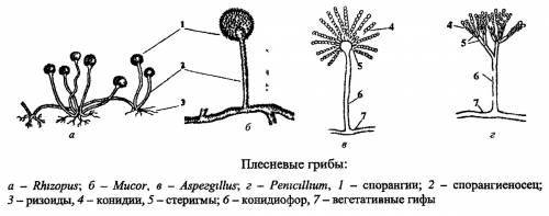 Плесневелые грибы их распространение