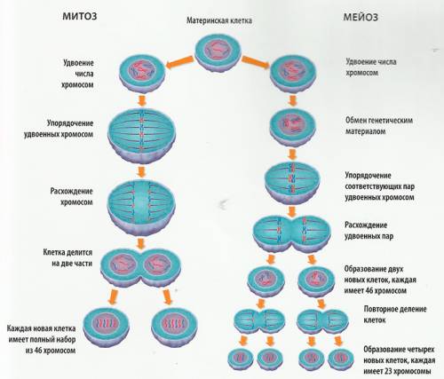 Сравнение мейоза и митоза в виде схемы