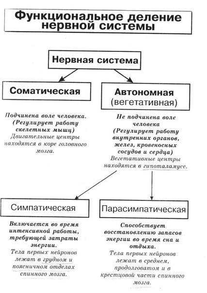 Каково значение нервной системы? напишите типы нервных систем,изображенных на рисунки. заранее сяб^_