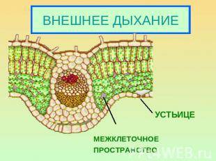 Укакого растения межклеточное пространство ряска подорожник одуванчик