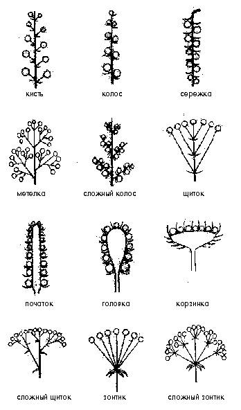 Надо заполнить таблицу типы соцветий 1 колона - соцветие , 2 колонка - схема, 3 колонка - растения