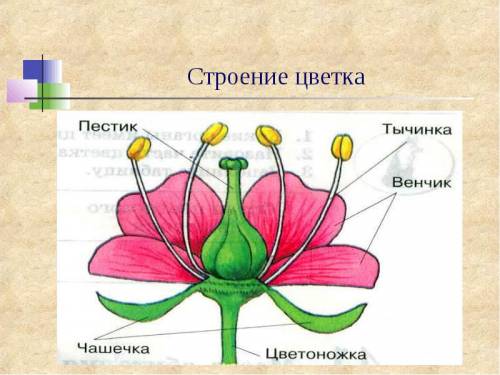 Зарисовали строение цветка и указали его части