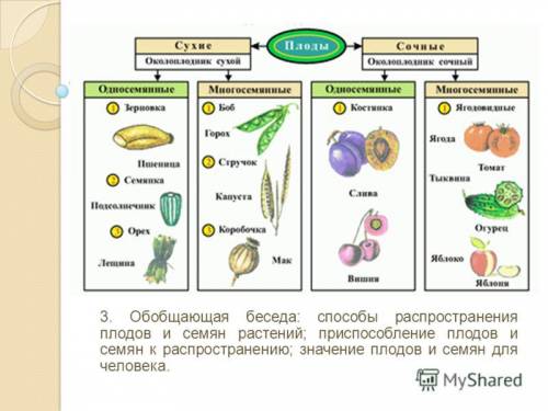 Строение плодов и их распространения