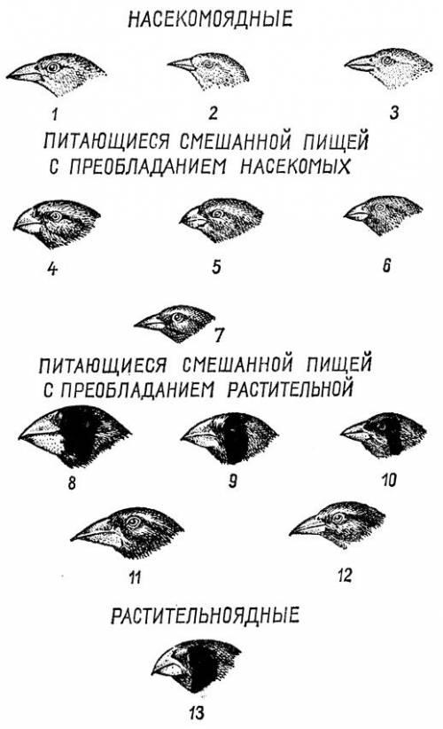 Внастоящее время самые крупные животные-киты и слоны, а самые маленькие-землеройка(4-5см) и птицы-ко