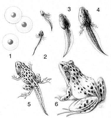 Как откладывают икру жабы и лягушки в картинках