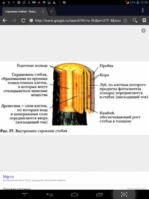 Об особенностях строения побегов и листьев хвойных растений напишите краткий , но понятный вывод .