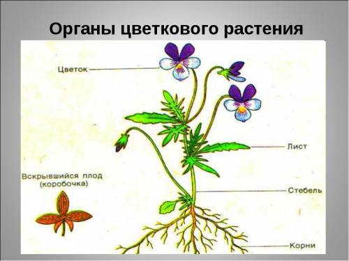 Рассмотрите внимательно ветку цветкового ! ! !