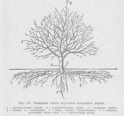 Строение плодовых деревьев корня и стебля