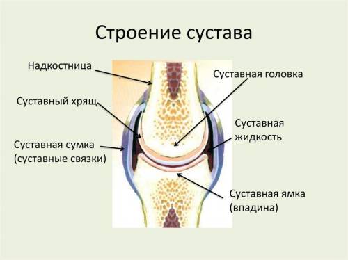 Какие функции выполняют суставные хрящи суставная сумка связки и суставная жидкость