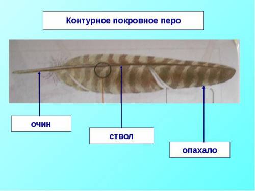 Где находится у птицы покровное перо