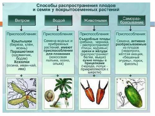 Назовите распространения семян и их при