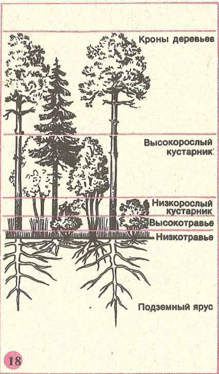 Кто хорошо знает биологию 5 нарисовать рисунок по теме водовой состав растительного сообщества