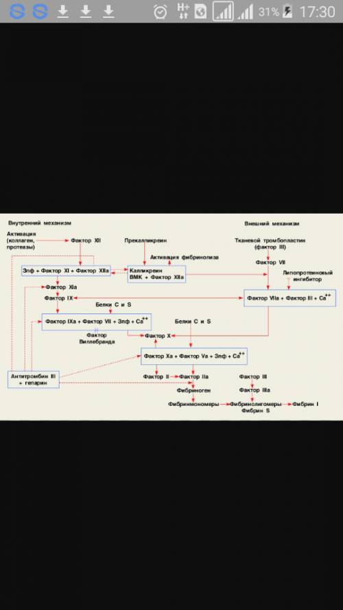 Как происходит свертования крови схема