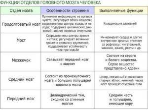 Головной мозг(строение, функции, из чего состоит)