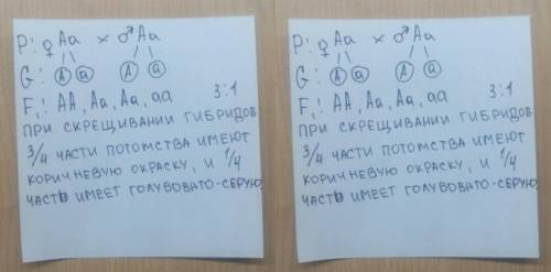 3. решить : стандартные норки имеют коричневый цвет, а алеутские – голубовато-серый. и те и другие г