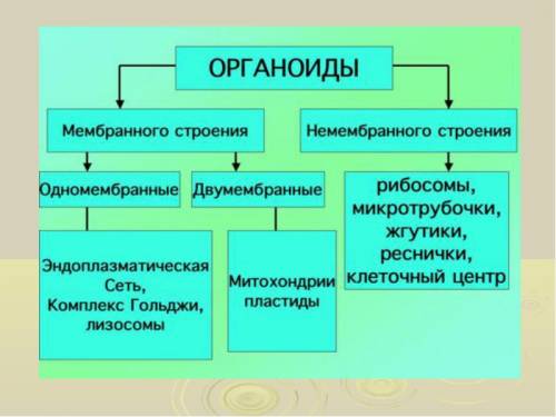 Соотнесите названия органоидов и их функций.