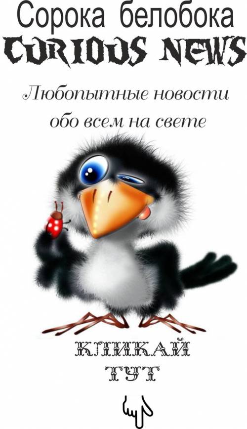 Уэтой птицы по бокам перышки совсем белые. головка,крылья,хвост черные, как у вороны. красивый у пти