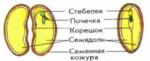 Сравните семена гороха и фасоли и напишите чем если можно картинки со строениями