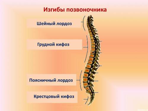 Сколько изгибов образует позвоночник человека