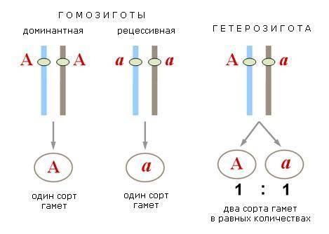 Чем гомозиготный организм отличается от гетерозиготного