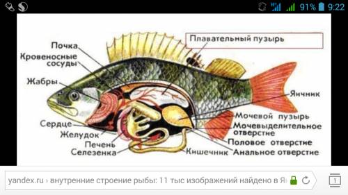 Лабораторная работа внутренне строение рыбы, !