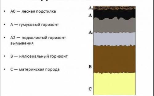 Какой из перечисленных почвенных горизонтов называют подзолистым? а) горизонт вмывания б)горизонт вы