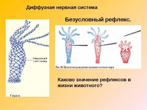 А1. как называется нижний конец гидры? 1) подошва 2) ложноножка 3) жгутик 4) щупальце а2. какие клет