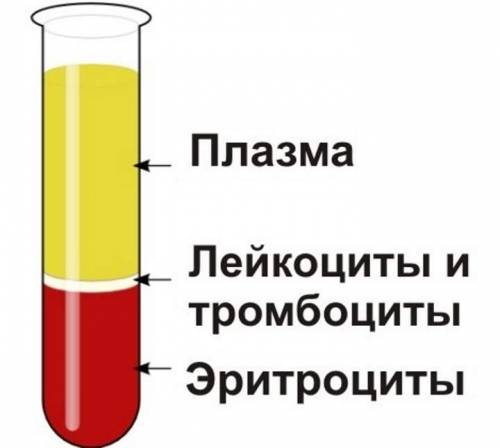 Что такое плазма крови, каков её состав и функция