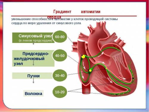 Вчем суть автоматизма сердца? 8 класс