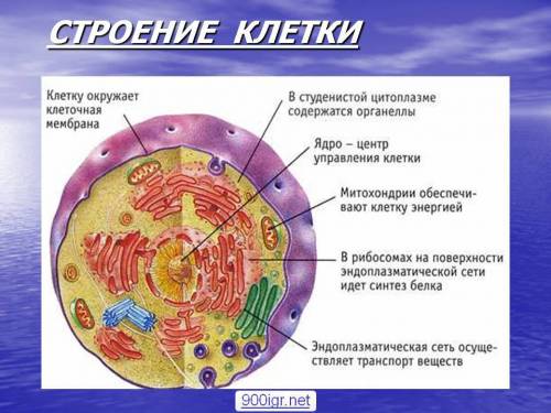 Что есть в клетках? выберите из списка то, что имеет зрелый эритроцит человека: ядрышко плазматическ