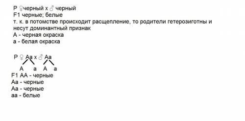 1. при скрещивании чёрных кроликов между собой в потомстве получили чёрных и белых крольчат. состави