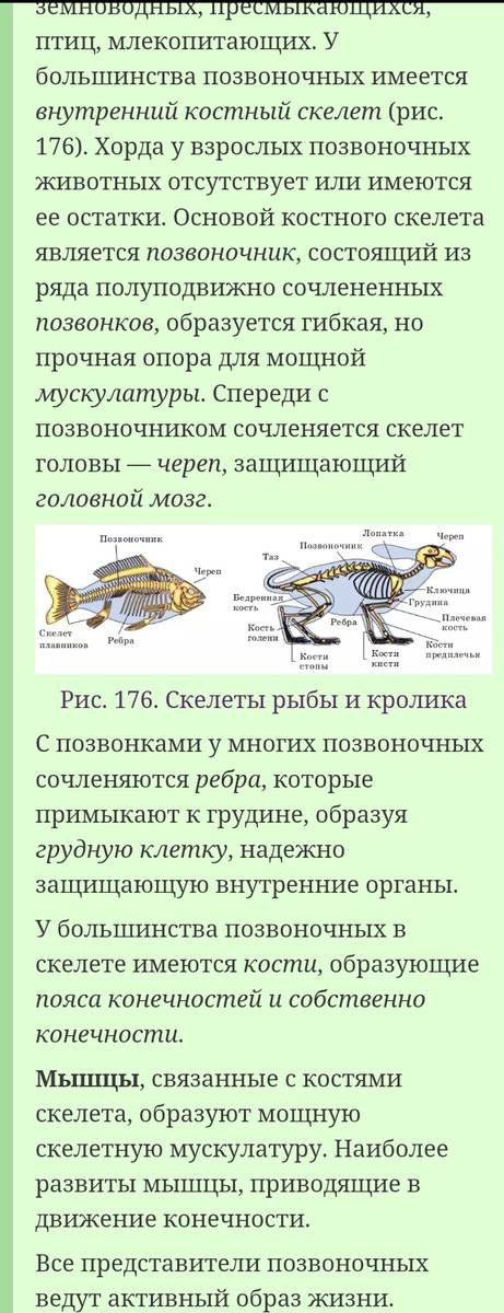 Особенности строения черепных или позвоночных рыб