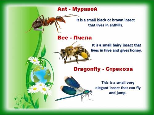 ))в заранее project: become a garden detective - go on an insect hunt make a list of insects that yo