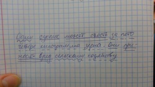 Один суслик может съесть за лето четыре килограмма зерна. они приносят вред сельскому хозяйству.(син