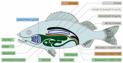 Описать желудок, кишечник, печень у рыбы.