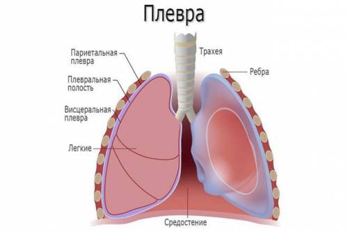 Что такое плевральная щель; плевральная жидкость?